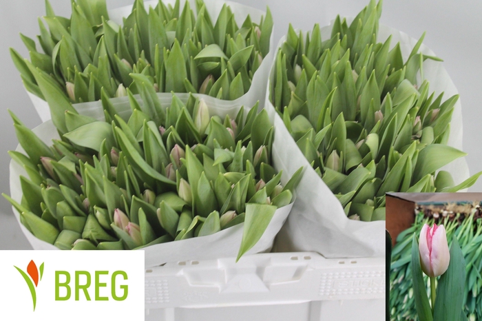 <h4>TU EN GANDERS RHAPSO</h4>