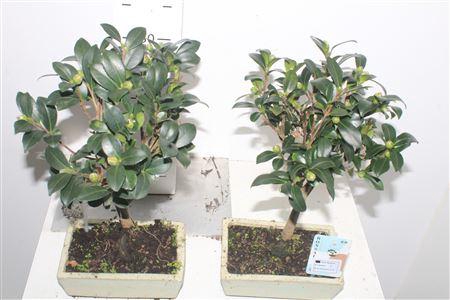 <h4>Bonsai ** Camellia ** Sasanqua Met Bloemknoppen</h4>