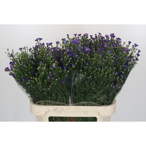 Aster Casamare