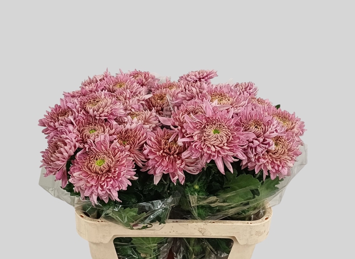 <h4>CHR G HOLIDAY</h4>