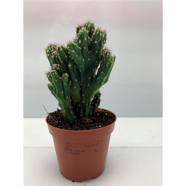 <h4>710 Cereus Peruveanus Monstruosus 8,5 cm</h4>
