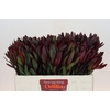 Leucadendron Saf Sunset Dark R.