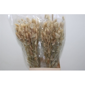 Dried Lagurus Naturel