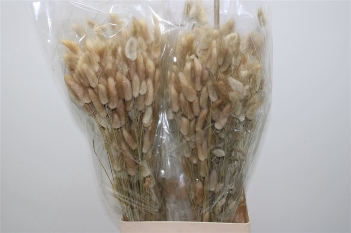 <h4>Dried Lagurus Naturel</h4>