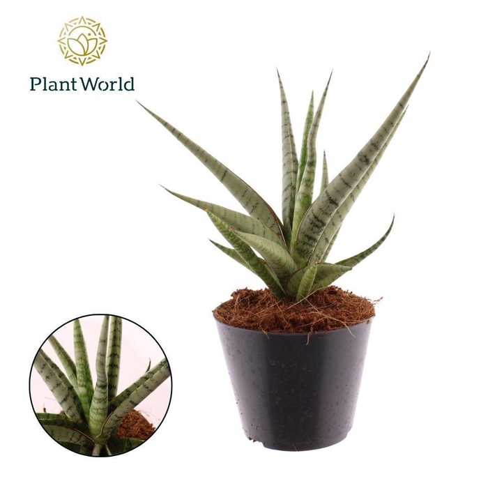 <h4>Sansevieria Ceaser</h4>