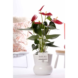 Anthurium red (Micra) in P&PURE Plant Vase Maxima white