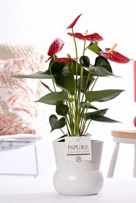 <h4>Anthurium red (Micra) in P&PURE Plant Vase Maxima white</h4>