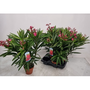 NERI OLEANDER
