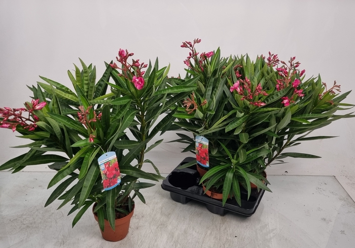<h4>NERI OLEANDER</h4>