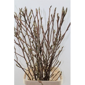 Magnolia Grandiflora