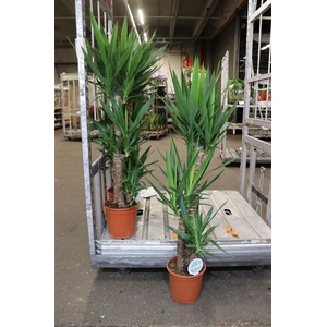 Yucca