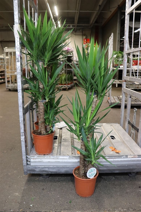<h4>Yucca</h4>