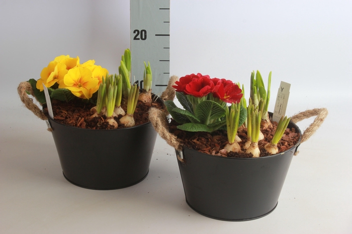 <h4>ARR TUINPLANTEN</h4>