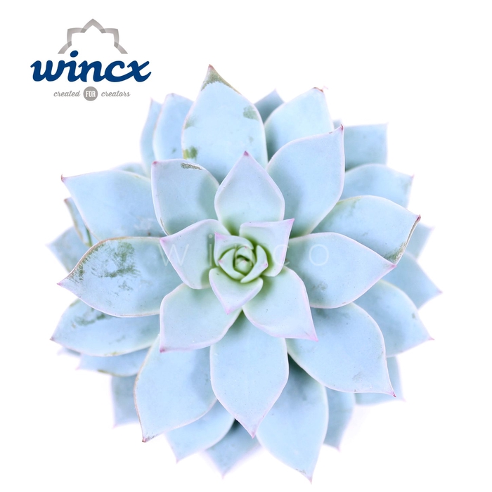 Echeveria Blue Star Cutflower Wincx-8cm