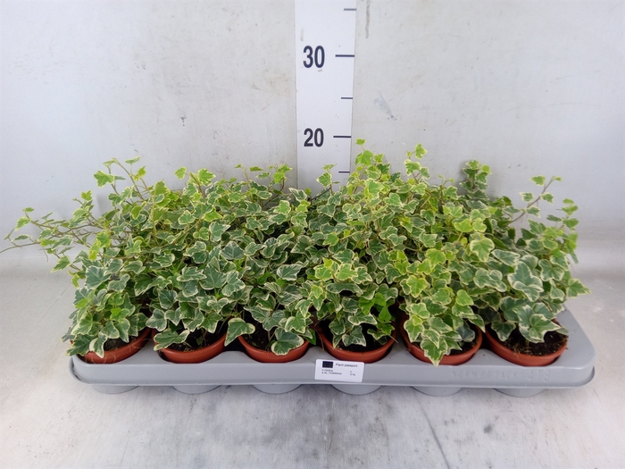 <h4>Hedera helix 'White Wonder'</h4>