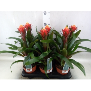 Guzmania  'Happyness'