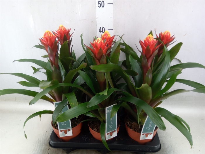 <h4>Guzmania  'Happyness'</h4>
