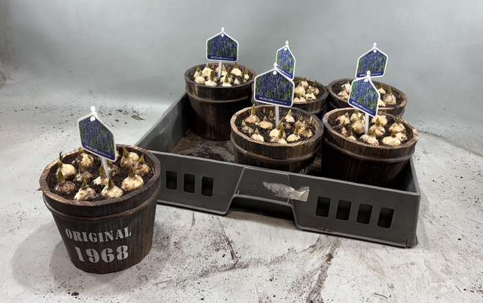 <h4>ARR MUSCARI</h4>