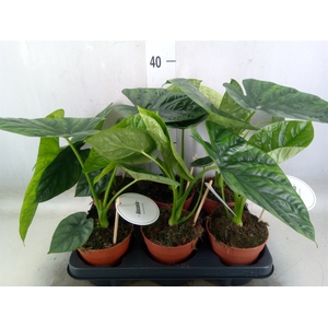 Alocasia   ...