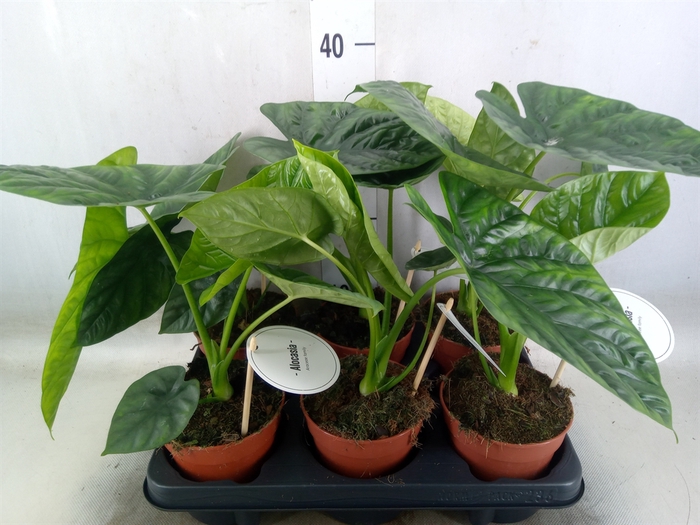 <h4>Alocasia   ...</h4>