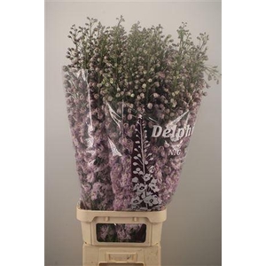 Delph El Dewi Flamingo Pink