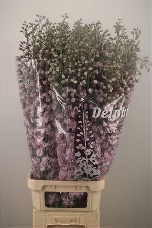<h4>Delph El Dewi Flamingo Pink</h4>