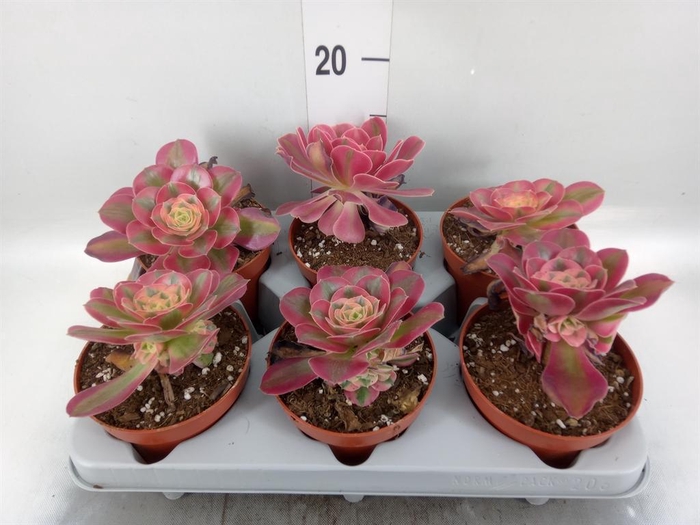 <h4>Aeonium   ...</h4>