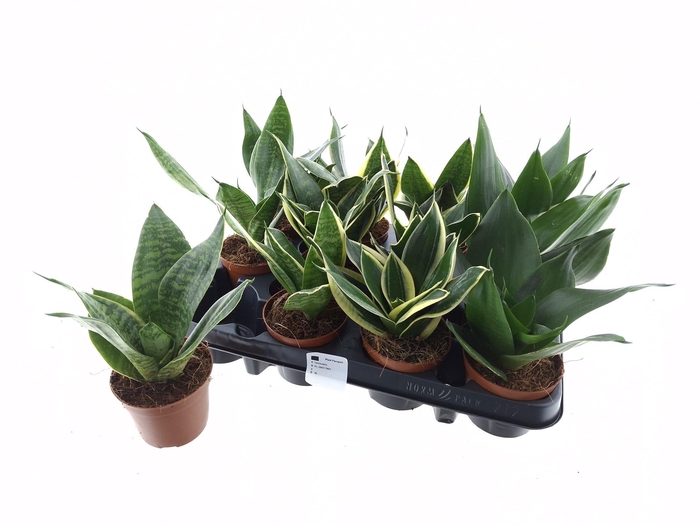 <h4>SANSEV HAHNII</h4>