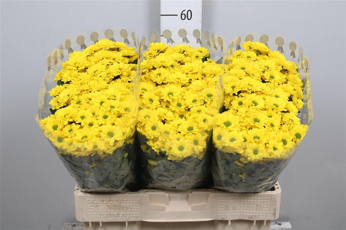 <h4>Chr S Aaa Skippy</h4>