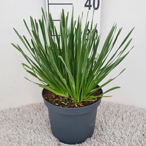 Allium Millenium P19