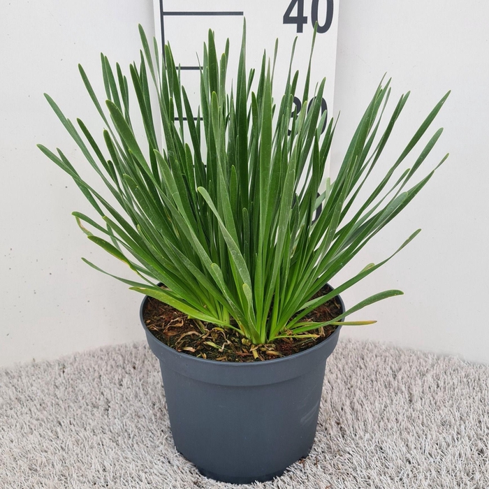 <h4>Allium Millenium P19</h4>