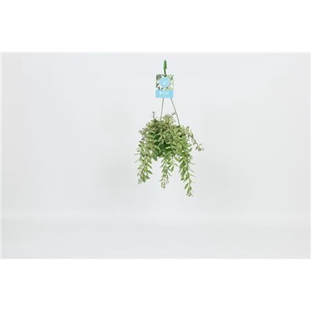 <h4>Aeschynanthus Bolero Bicolore Hang</h4>
