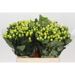 Hypericum Smiley Romance
