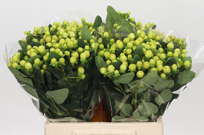 <h4>Hypericum Smiley Romance</h4>