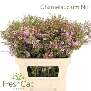 Chamelaucium Nir
