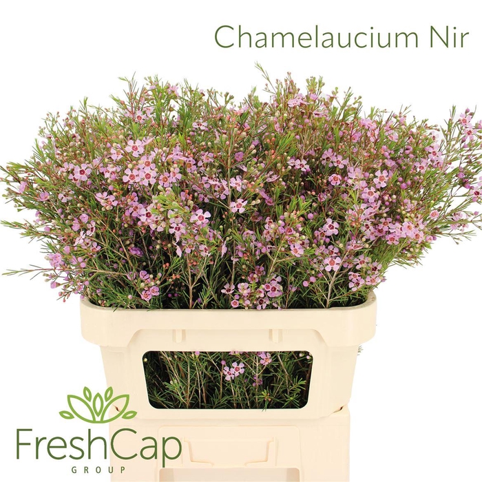 <h4>Chamelaucium Nir</h4>