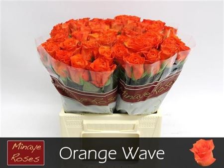 <h4>R Gr Orange Wave</h4>