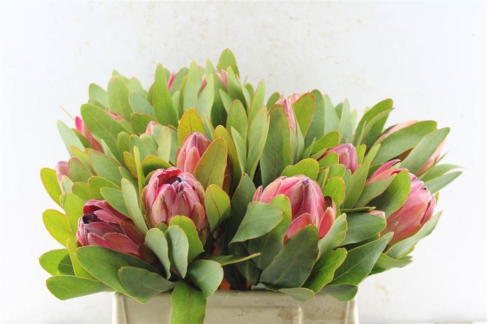 <h4>Protea Sylvia</h4>