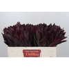 Leucadendron Saf Sunset Dark R.