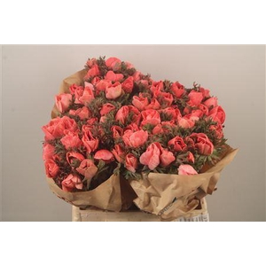 Anemone Powder Coral