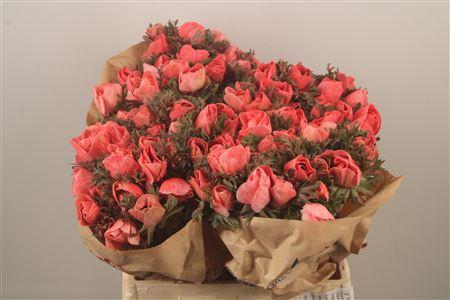 <h4>Anemone Powder Coral</h4>