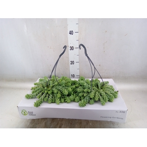 Sedum burrito