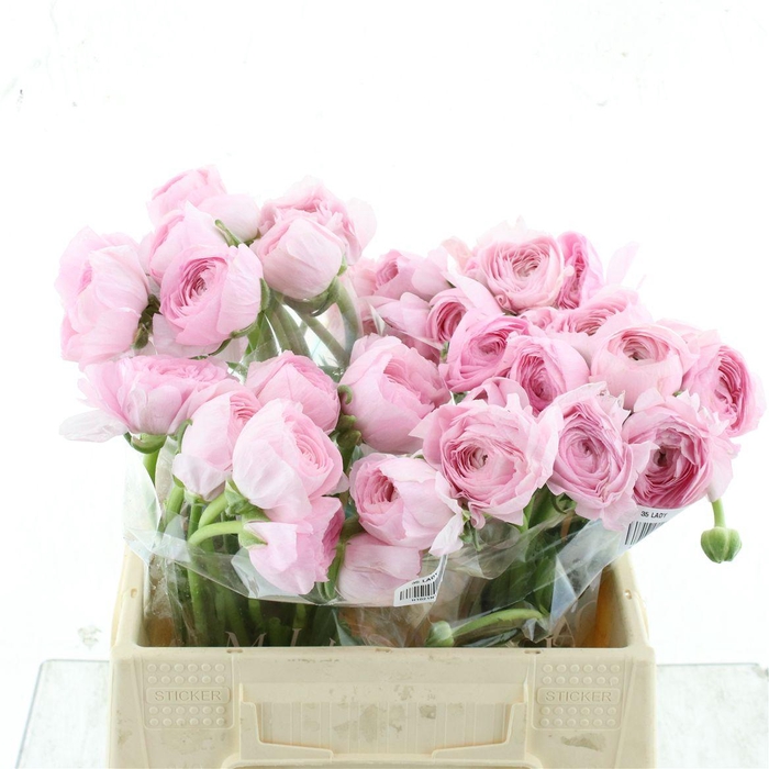 <h4>Ran Su Sr Hanoi Pink</h4>