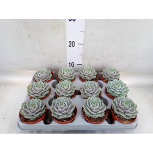 Echeveria   ...
