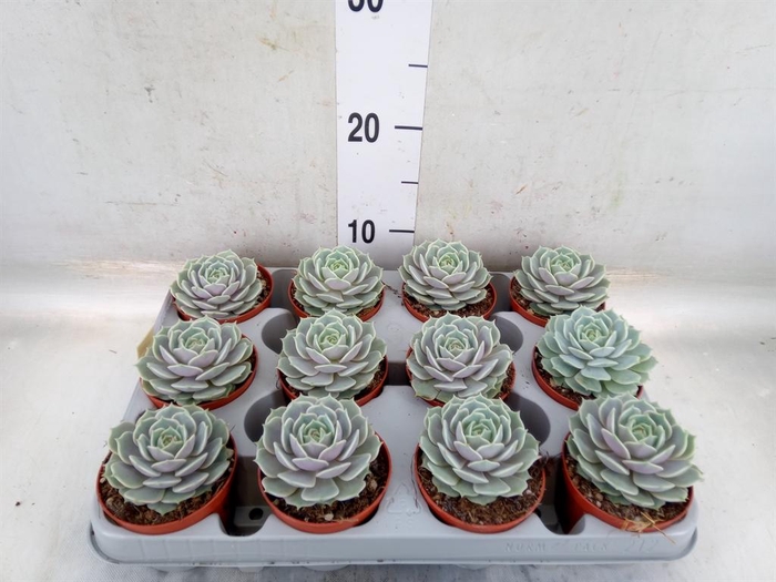 <h4>Echeveria   ...</h4>