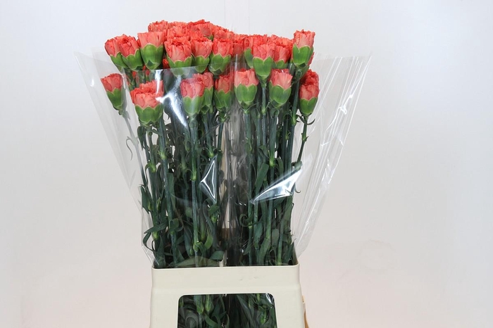 <h4>Dianthus St Arno</h4>