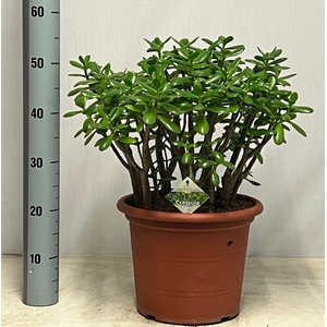 CRASS OVATA
