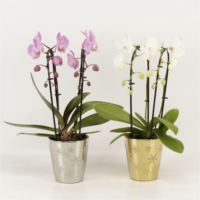 <h4>Phal Casc Gemengd 2 Tak Keramiek Jenna</h4>