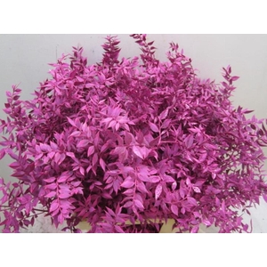 Ruscus Prik Cerise Glitter