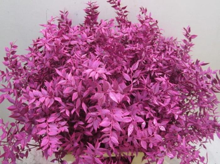 <h4>Ruscus Prik Cerise Glitter</h4>